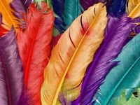 pic for Colored Feathers 